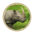 Памятник носорогу